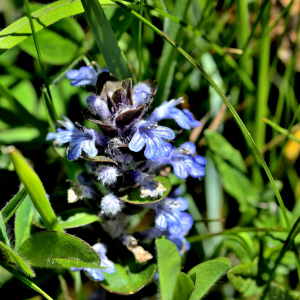 Photographie n°2415997 du taxon Ajuga reptans L. [1753]