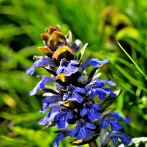 Photographie n°2415998 du taxon Ajuga reptans L. [1753]