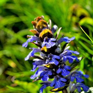 Photographie n°2415999 du taxon Ajuga reptans L. [1753]