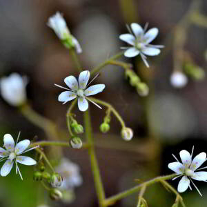 Photographie n°2416057 du taxon Saxifraga hirsuta L. [1759]