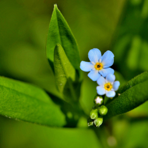 Photographie n°2416079 du taxon Myosotis lamottiana (Braun-Blanq.) Grau [1970]