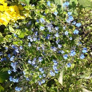 Photographie n°2416135 du taxon Myosotis arvensis Hill