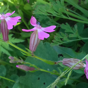 Photographie n°2416172 du taxon Silene dioica var. dioica