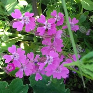 Photographie n°2416173 du taxon Silene dioica var. dioica