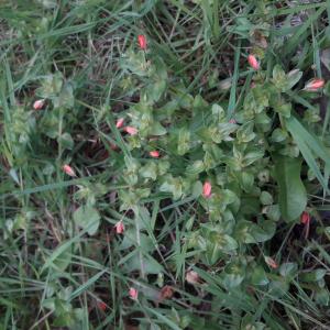 Photographie n°2416240 du taxon Lysimachia arvensis (L.) U.Manns & Anderb.