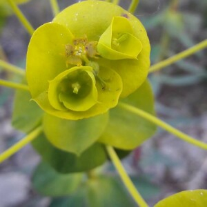 Photographie n°2416266 du taxon Euphorbia nicaeensis All. [1785]