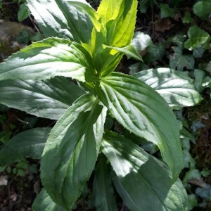 Photographie n°2416471 du taxon Digitalis lutea L. [1753]