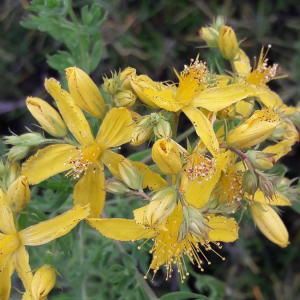 Photographie n°2416519 du taxon Hypericum perforatum L. [1753]