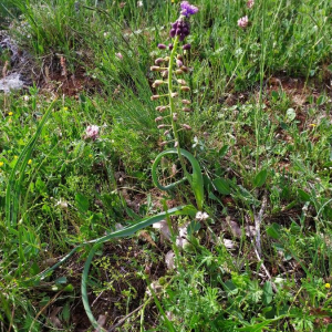 Photographie n°2416547 du taxon Muscari comosum (L.) Mill. [1768]