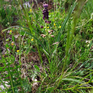 Photographie n°2416548 du taxon Muscari comosum (L.) Mill. [1768]