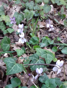 GaeligJOVE, le 16 mars 2020 (Saint-Germain-en-Laye (forêt de la Vente (78)))