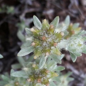 Photographie n°2416590 du taxon Filago pyramidata L. [1753]