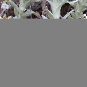 Photographie n°2416591 du taxon Filago pyramidata L. [1753]