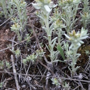 Photographie n°2416592 du taxon Filago pyramidata L. [1753]