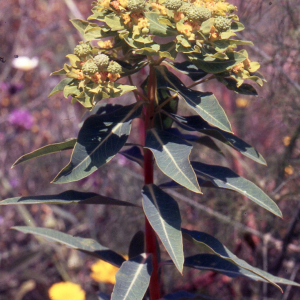 Euphorbia bivonae Steud. (Euforbia di Bivona)