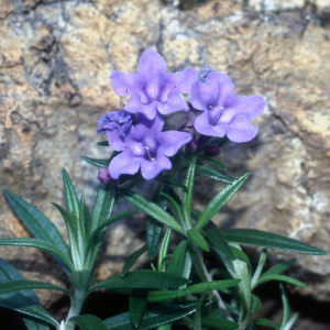 Lithodora rosmarinifolia (Ten.) I.M.Johnst.