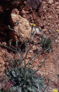 Liliane Roubaudi, le 19 avril 2003 (San Vito Lo Capo)