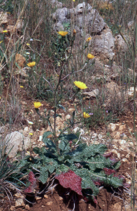 Liliane Roubaudi, le 19 avril 2003 (San Vito Lo Capo)