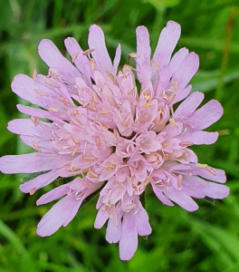 Christine Jourdan, le  6 mai 2020 (Chambon-sur-Lac)