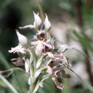  - Orchis lactea subsp. corsica (Viv.) Kreutz [2006]
