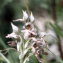  Liliane Roubaudi - Orchis lactea subsp. corsica (Viv.) Kreutz [2006]