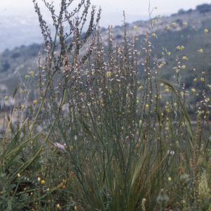 Photographie n°2416645 du taxon Asphodelus fistulosus L. [1753]