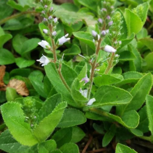 Photographie n°2416666 du taxon Veronica officinalis L. [1753]