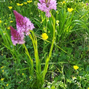 Photographie n°2416784 du taxon Anacamptis pyramidalis (L.) Rich.