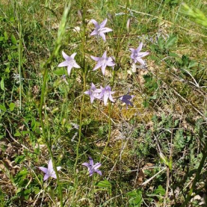 Photographie n°2416805 du taxon Campanula rapunculus L.