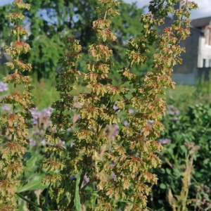 Photographie n°2416848 du taxon Rumex crispus L. [1753]