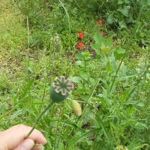 Photographie n°2416883 du taxon Papaver somniferum L. [1753]