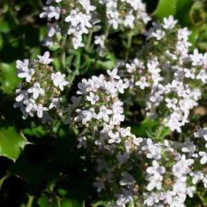 Photographie n°2416890 du taxon Thymus vulgaris L. [1753]