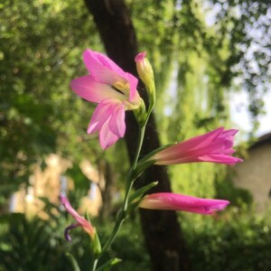 Photographie n°2416975 du taxon Gladiolus italicus Mill.