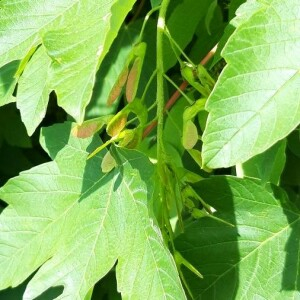 Photographie n°2417116 du taxon Acer pseudoplatanus L.