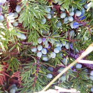 Photographie n°2417224 du taxon Juniperus communis L. [1753]