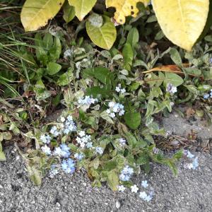 Photographie n°2417226 du taxon Myosotis arvensis Hill