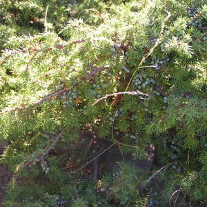 Photographie n°2417227 du taxon Juniperus communis L. [1753]