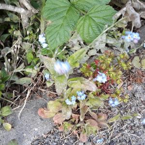 Photographie n°2417228 du taxon Myosotis arvensis Hill