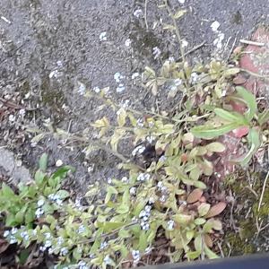 Photographie n°2417231 du taxon Myosotis arvensis Hill