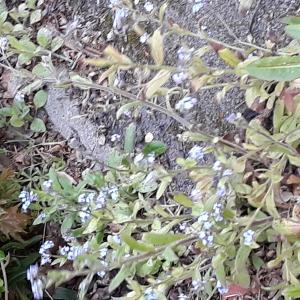 Photographie n°2417232 du taxon Myosotis arvensis Hill