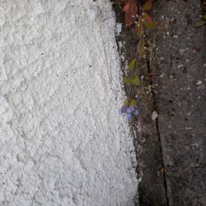 Photographie n°2417233 du taxon Myosotis arvensis Hill