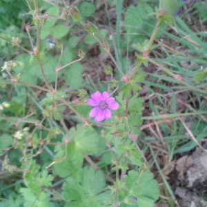 Photographie n°2417347 du taxon Geranium molle L. [1753]