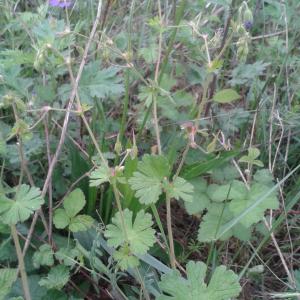 Photographie n°2417348 du taxon Geranium molle L. [1753]