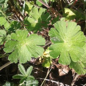 Photographie n°2417349 du taxon Geranium molle L. [1753]