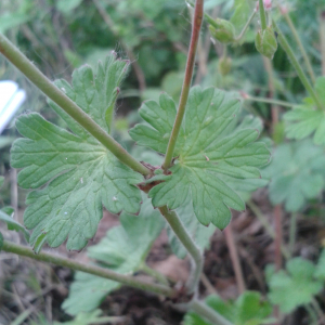 Photographie n°2417350 du taxon Geranium molle L. [1753]