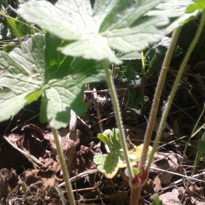 Photographie n°2417352 du taxon Geranium molle L. [1753]