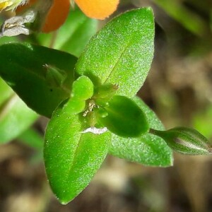 Photographie n°2417406 du taxon Lysimachia arvensis (L.) U.Manns & Anderb. [2009]