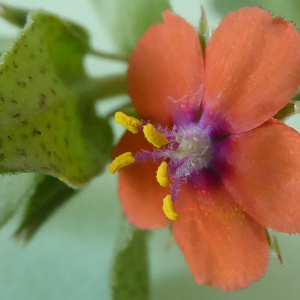 Photographie n°2417412 du taxon Lysimachia arvensis (L.) U.Manns & Anderb. [2009]