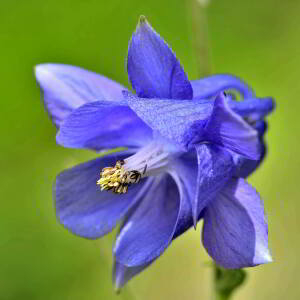 Photographie n°2417470 du taxon Aquilegia vulgaris L. [1753]