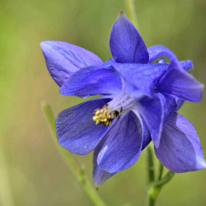 Photographie n°2417471 du taxon Aquilegia vulgaris L. [1753]